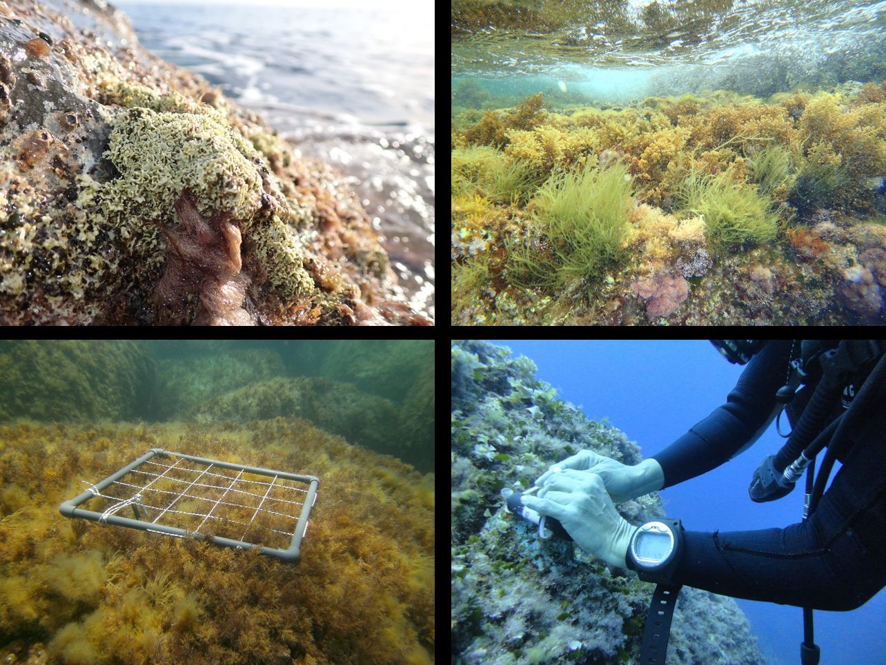 Diferentes muestreos realizados en aguas de Menorca por los equipos de investigación. © Estación de Investigación Jaume Ferrer / Centro Oceanográfico de Baleares - IEO-CSIC.