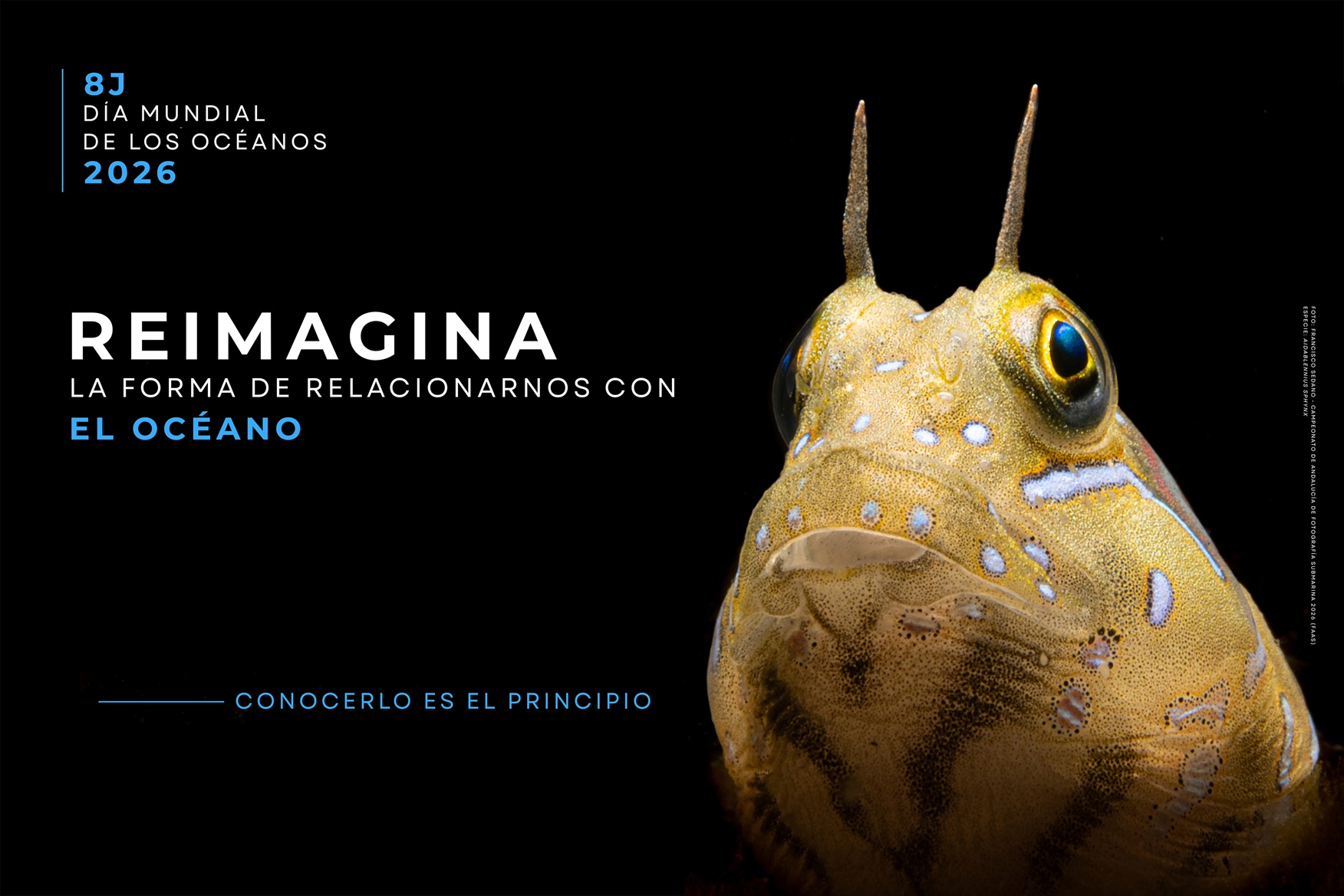 En línea con el llamamiento de Naciones Unidas, el IEO busca concienciar sobre la profunda e invisible dependencia que los seres humanos tenemos con el mar, recordando que, para protegerlo, 
