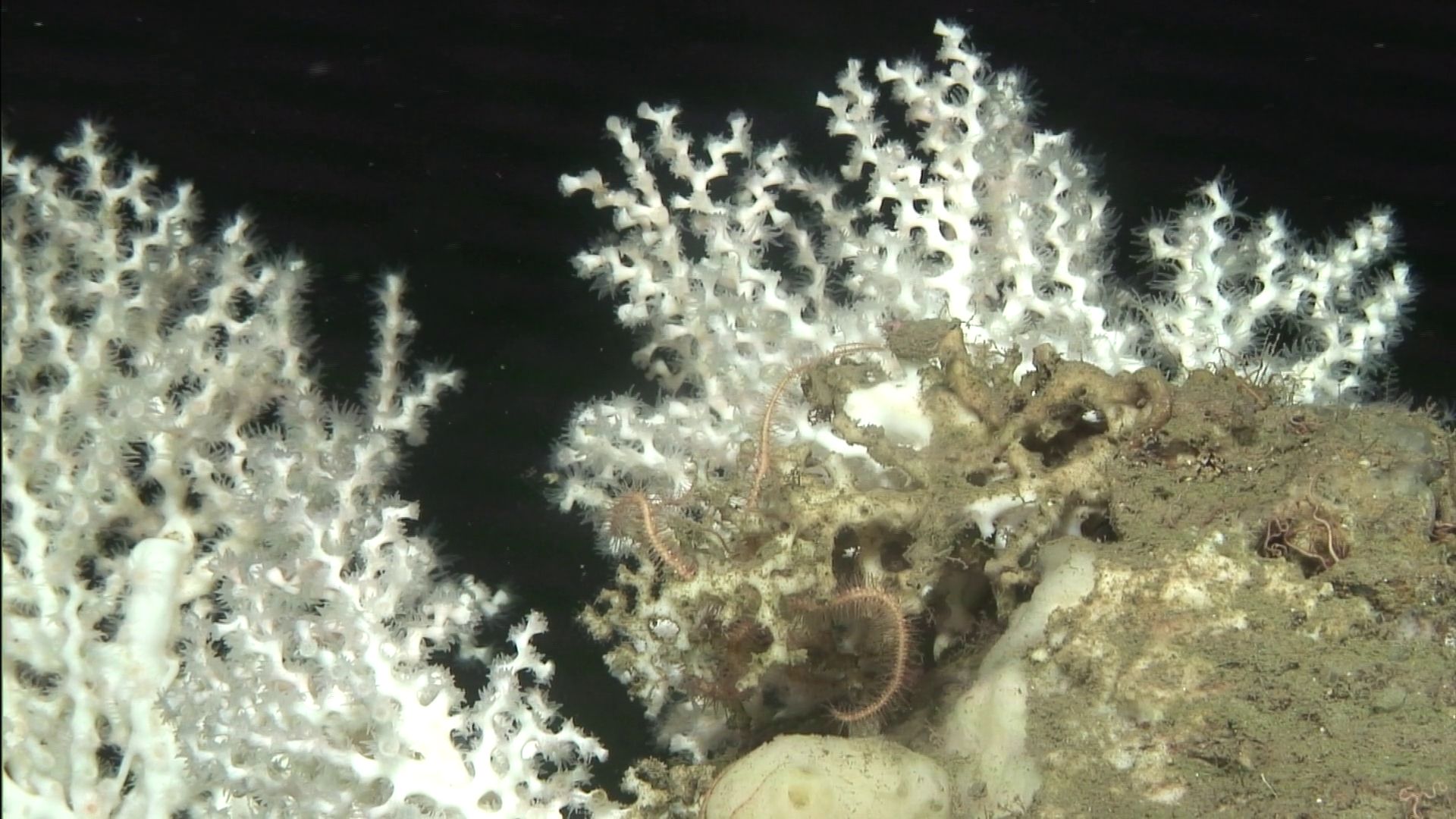Colonia del coral de aguas frías Madrepora oculata filmada con el ROV Liropus durante la campaña SOCAVA-IMNASA | IEO