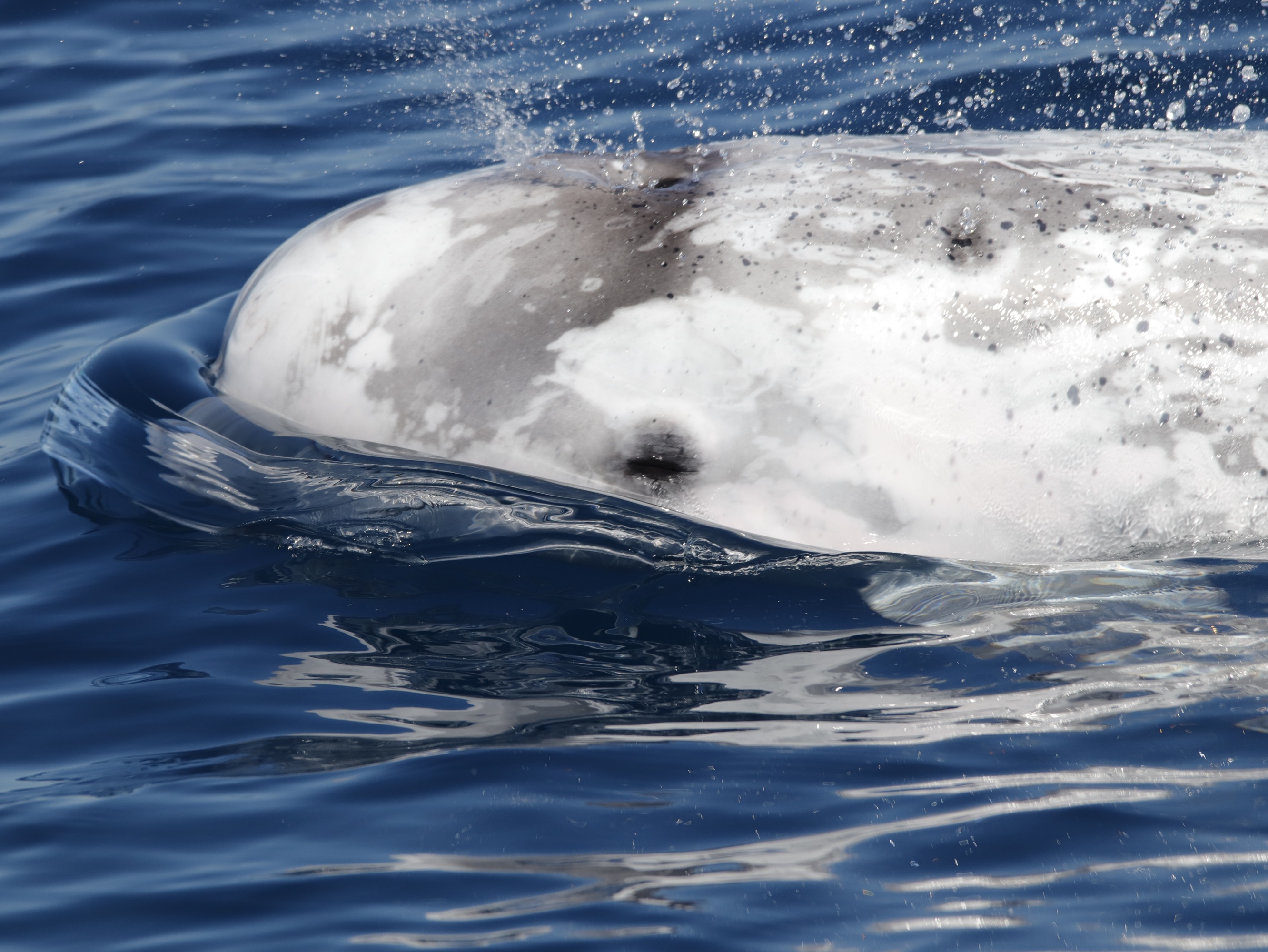 Calderón gris (Grampus griseus) en el mar de Alborán | David Silgado, CIRCE. Calderón gris (Grampus griseus) en el mar de Alborán | David Silgado, CIRCE.