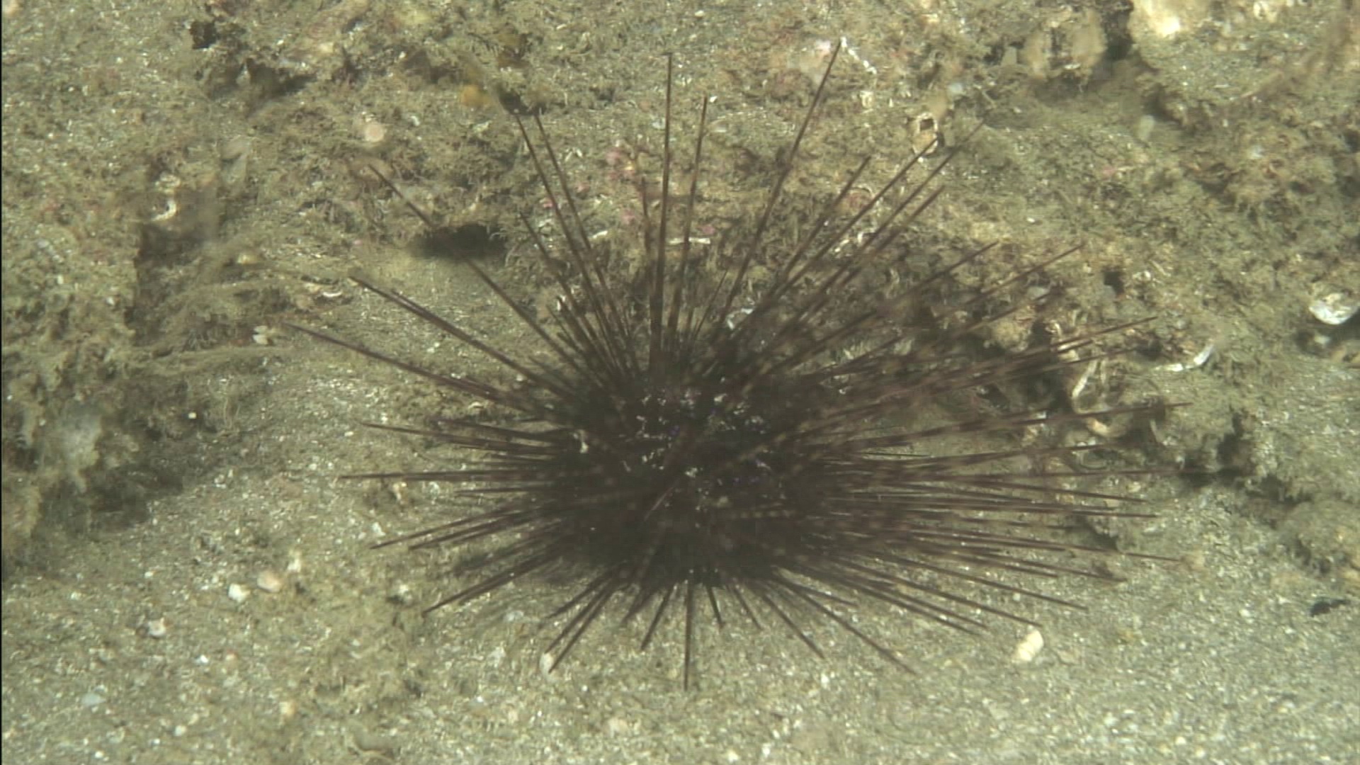 Gracias a imágenes de ROV, el equipo científico ha identificado 524 individuos de Centrostephanus longispinus, concentrados principalmente entre los 48 y 100 metros de profundidad. Gracias a imágenes de ROV, el equipo científico ha identificado 524 individuos de Centrostephanus longispinus, concentrados principalmente entre los 48 y 100 metros de profundidad.