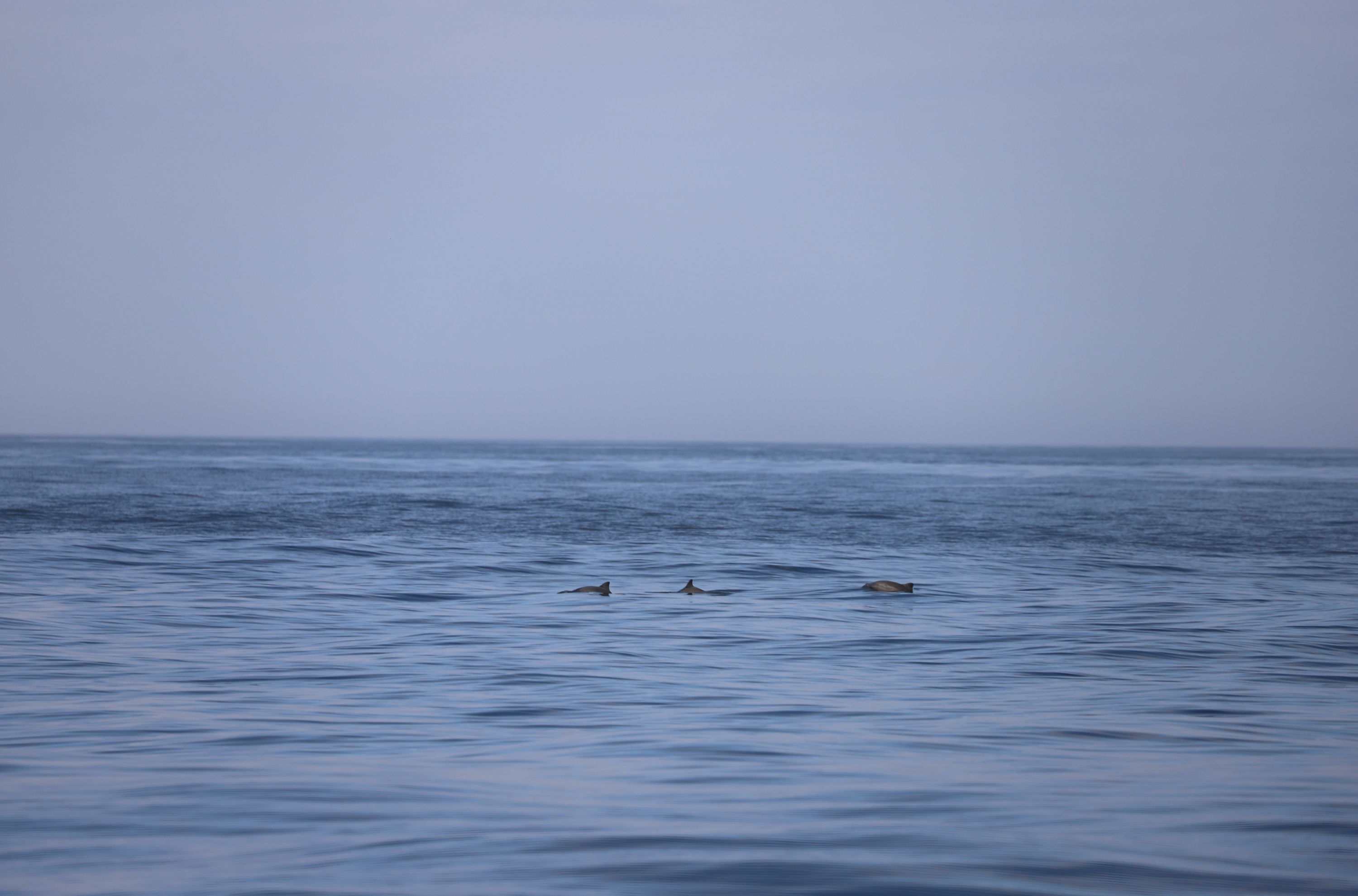 El proyecto GEMA combinará ciencia, tecnología y conocimiento para detectar la marsopa común en el mar de Alborán © IEO-CSIC