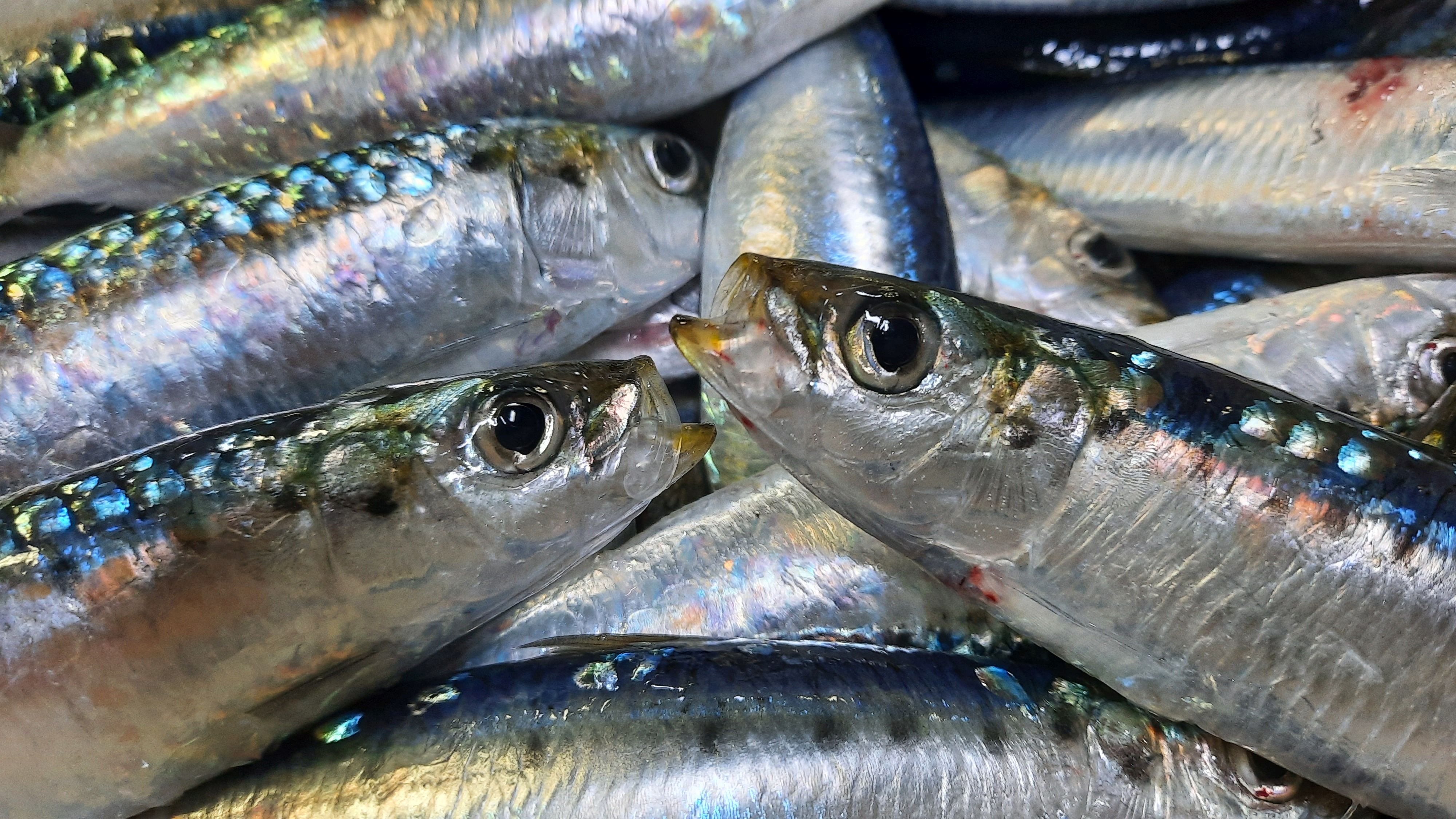 La campaña MEDIAS evalúa la biomasa de los stock reproductores de boquerón (Engraulis encrasicolus) y sardina (Sardina pilchardus), dos especies de gran interés comercial © Ana Ventero. Centro Oceanográfico de Baleares (IEO, CSIC)