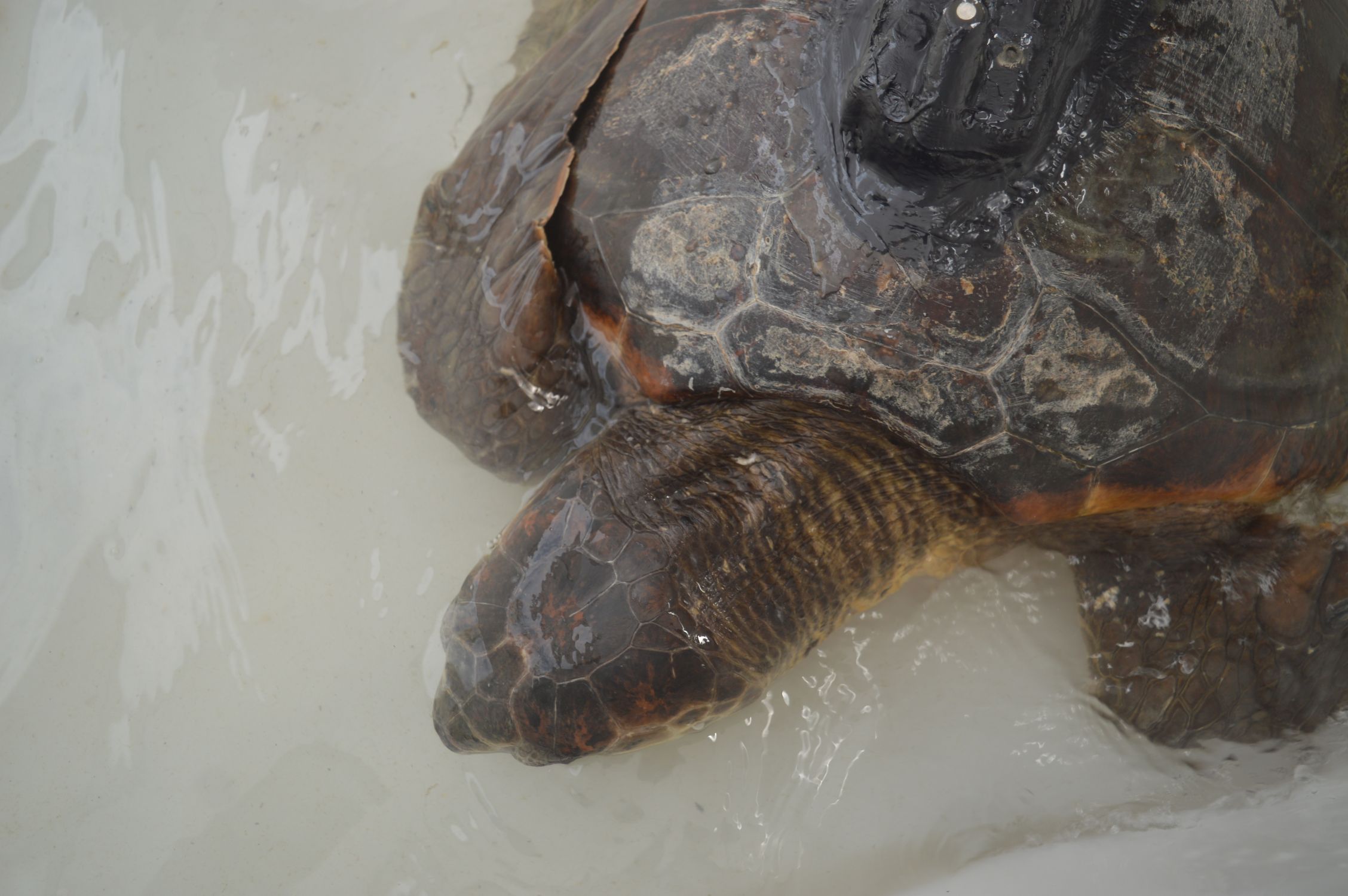 Tortuga convaleciente en un centro de recuperación tras haber ingerido plástico © José Carlos Báez Barrionuevo. Centro Oceanográfico de Málaga (IEO, CSIC)