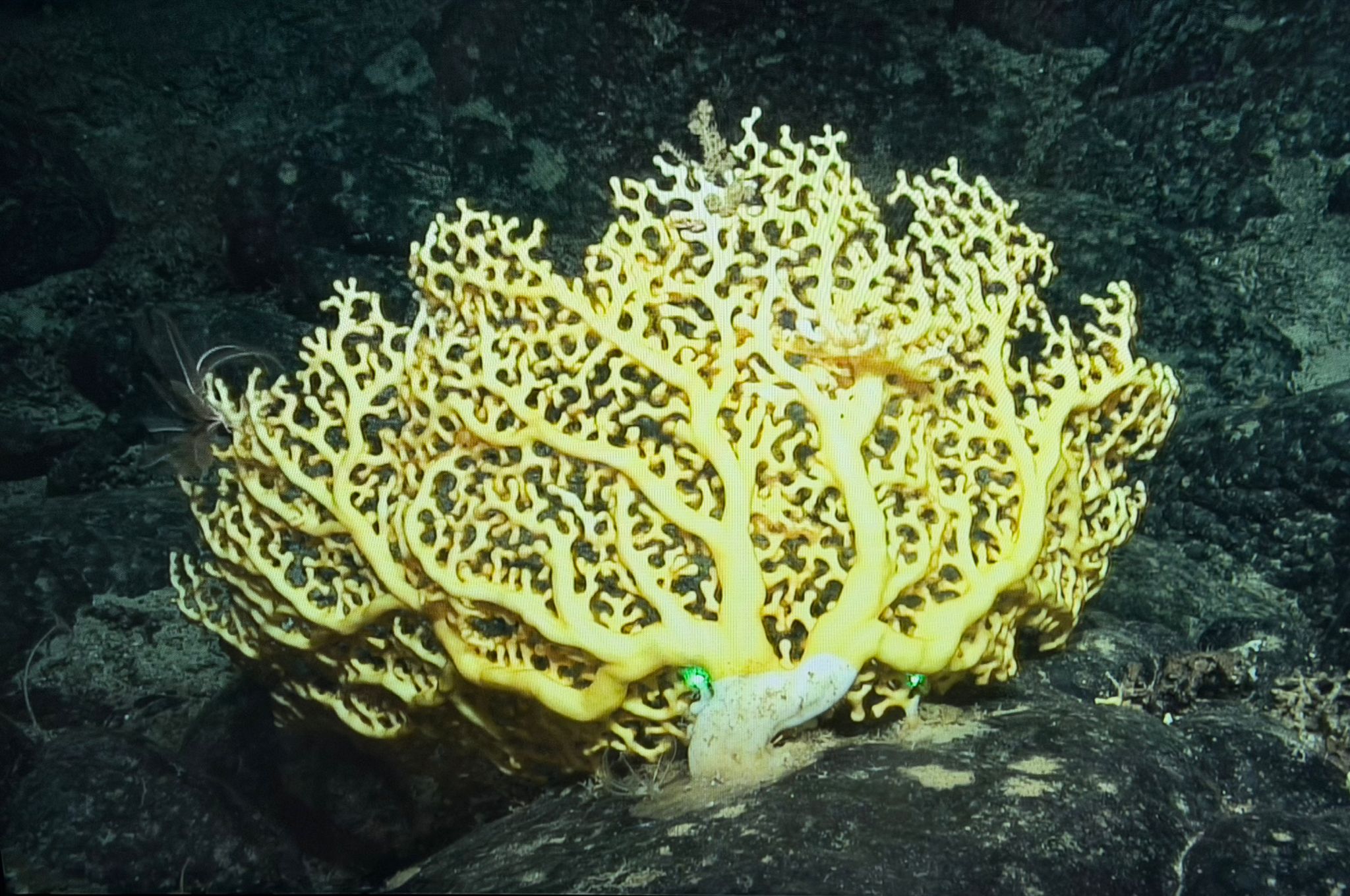 Ejemplar del coral de aguas profundas Enallopsammia rostrata, localizado a más de 1000 metros de profundidad.
